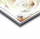 Watercolor Rose Acrylic print