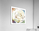 Watercolor Rose Acrylic Print