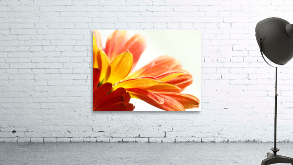 Daisy Petals Wall Preview
