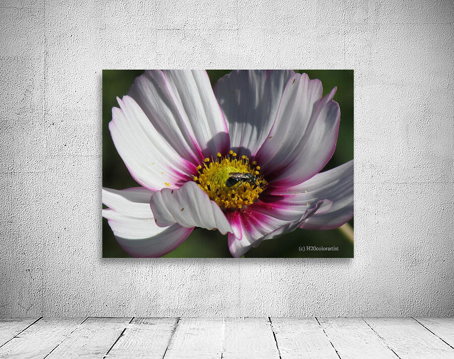 Pollinator Wall Preview