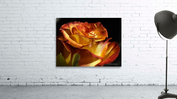 Fiery Rose Wall Preview