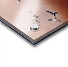 Snow Geese Acrylic print