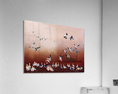 Snow Geese Acrylic Print