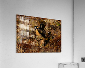SmithsLongspur Acrylic Print