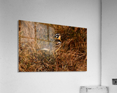 SmithsLongspur Acrylic Print
