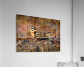 SmithsLongspur Acrylic Print