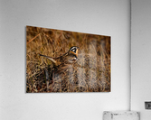 SmithsLongspur Acrylic Print