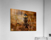 SmithsLongspur Acrylic Print