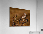 TreeSparrow Acrylic Print