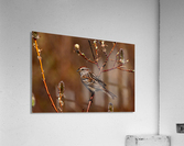 TreeSparrow Acrylic Print