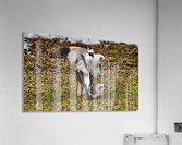 SnowBunting Acrylic Print