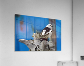 MaleSnowBunting Acrylic Print