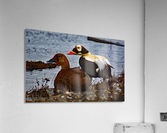 SpecticledEiders Acrylic Print
