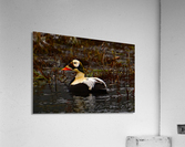 SpectacledEiders Acrylic Print