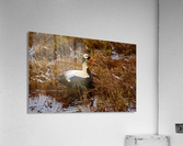 SpectacledEiders Acrylic Print