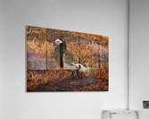Long-tailed Duck Acrylic Print