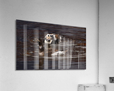 Long-tailed Duck Acrylic Print
