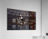 Long-tailed Duck Acrylic Print