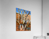 Coues Whitetail Deer Acrylic Print