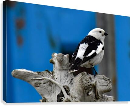 MaleSnowBunting Canvas Print