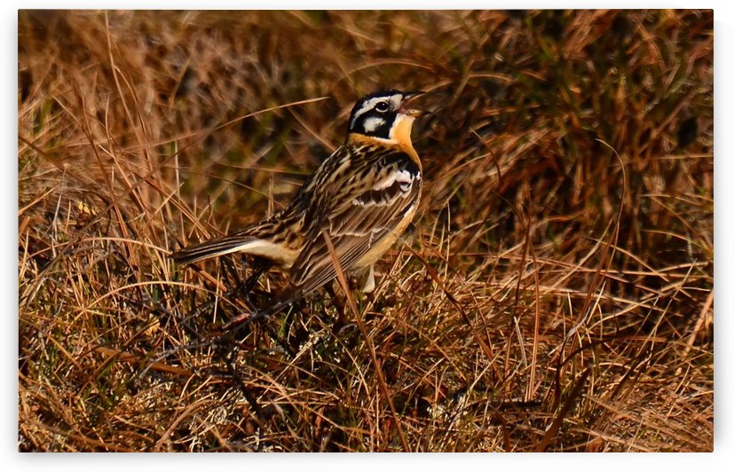 SmithsLongspur by Mike Ross