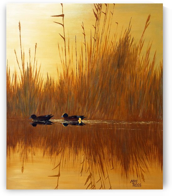 American Wigeon by Mike Ross
