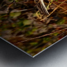 Smiths Longspur Impression metal