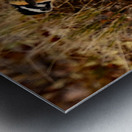 SmithsLongspur Metal print