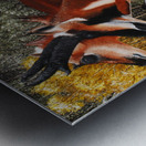 Wanta Race Metal print