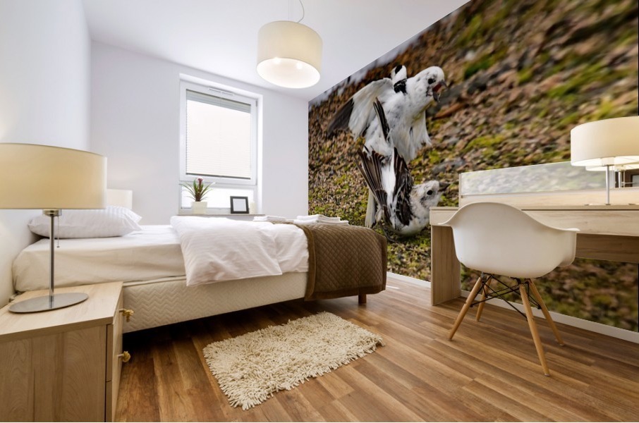 SnowBunting Mural print