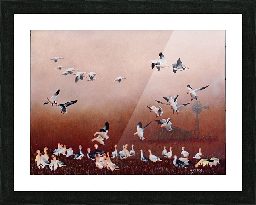 Snow Geese Picture Frame print