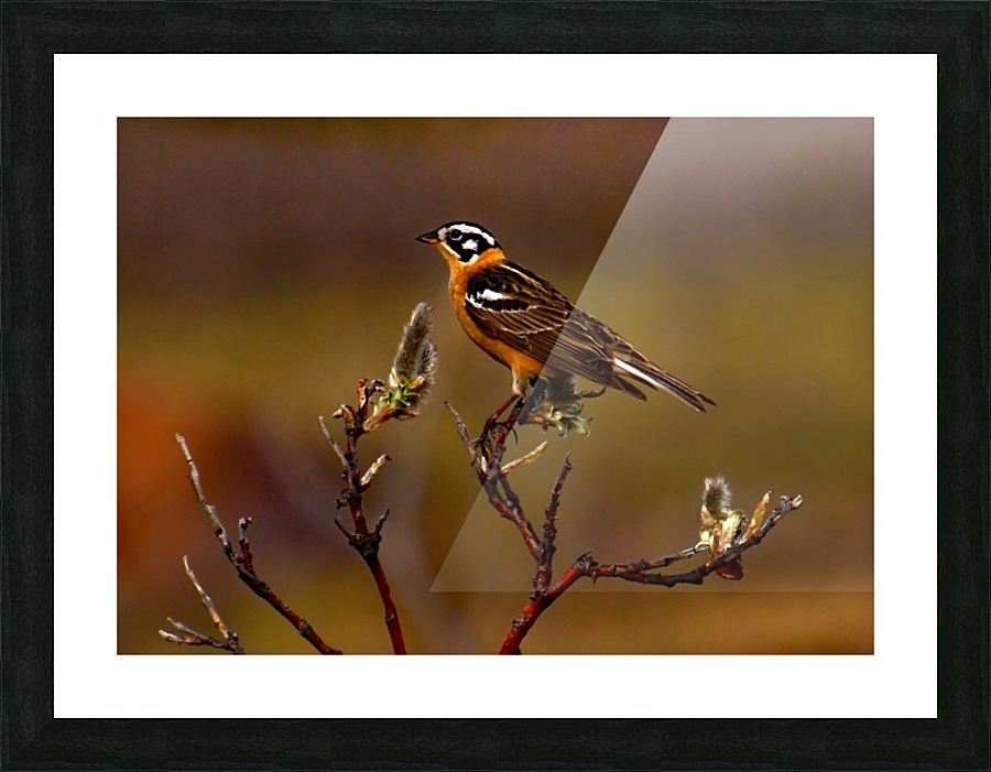 Smiths Longspur Picture Frame print