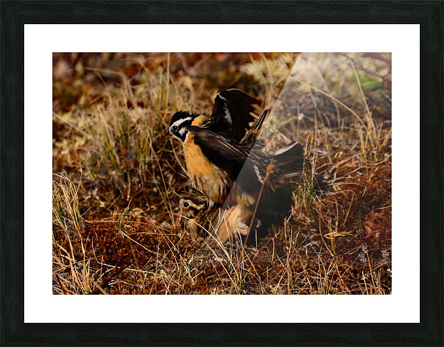 SmithsLongspur Picture Frame print