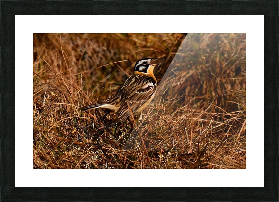 SmithsLongspur Picture Frame print