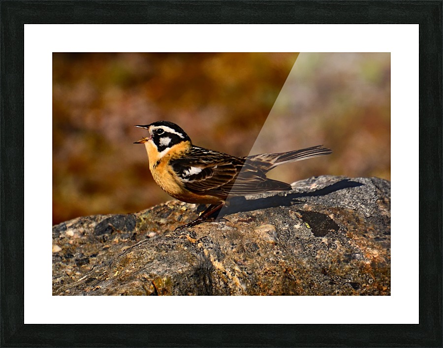SmithsLongspur Picture Frame print