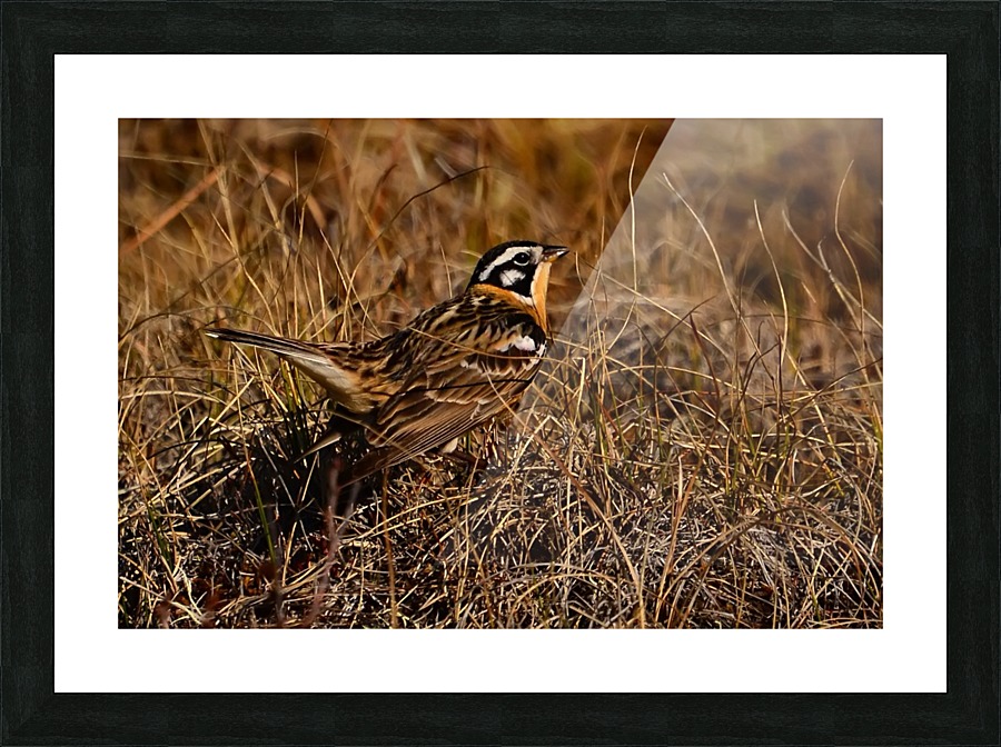 SmithsLongspur Picture Frame print