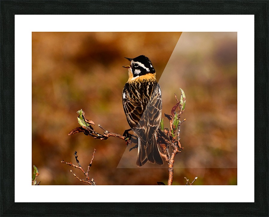 SmithsLongspur Picture Frame print