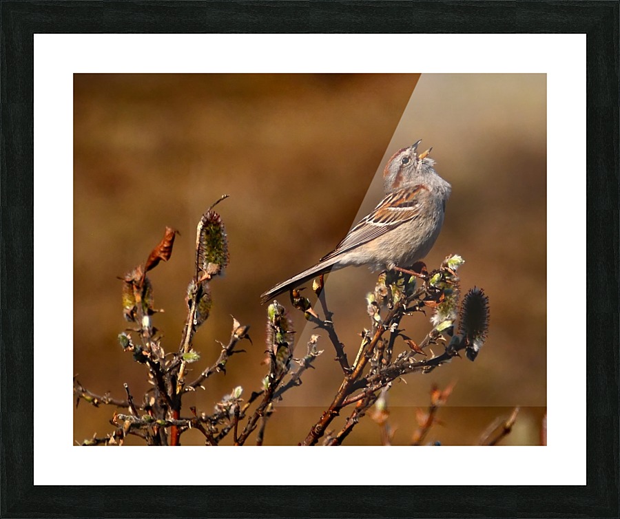 TreeSparrow Picture Frame print