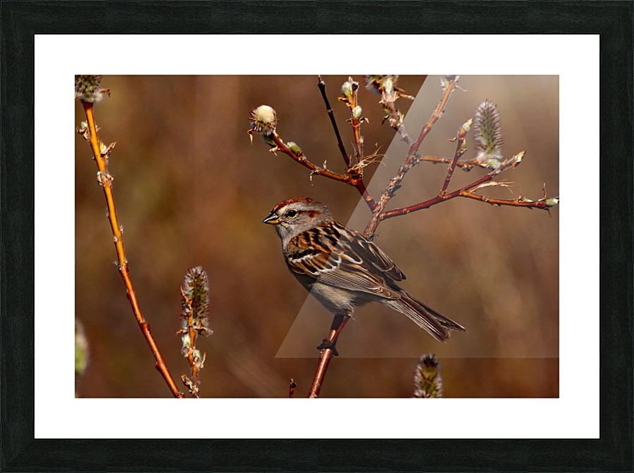 TreeSparrow Picture Frame print