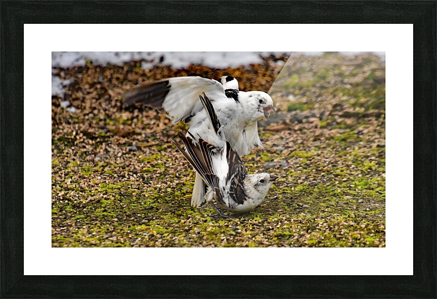 SnowBunting Picture Frame print