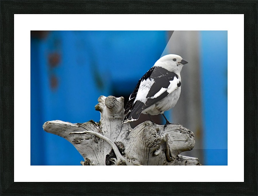 MaleSnowBunting Picture Frame print