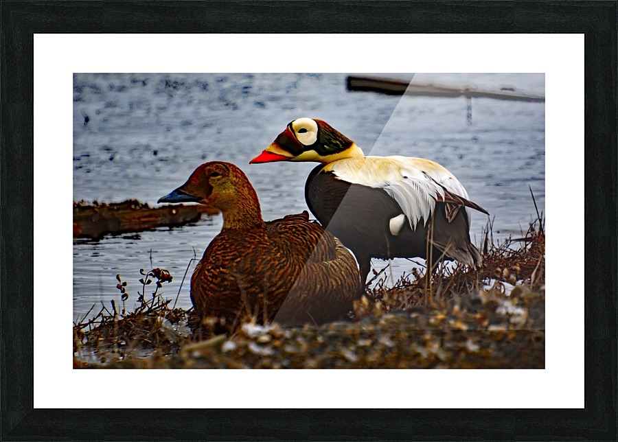 SpecticledEiders Picture Frame print