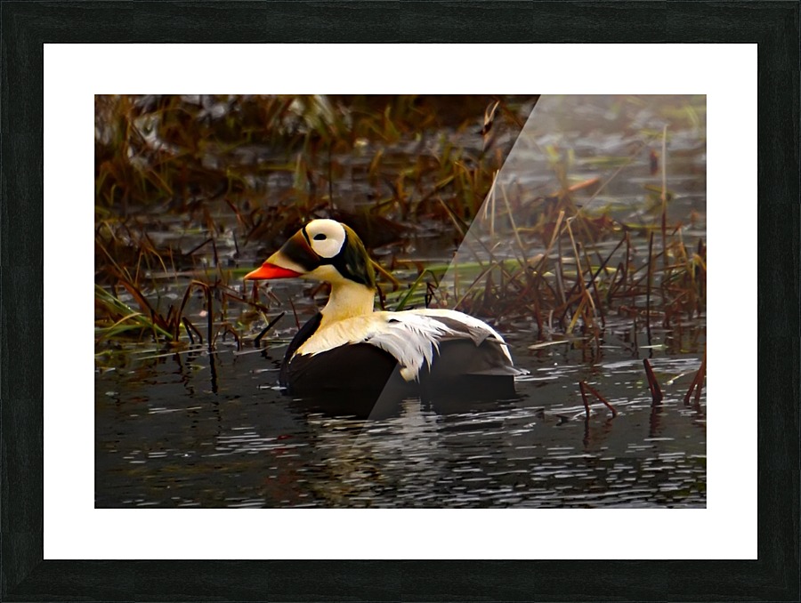 SpectacledEiders Picture Frame print