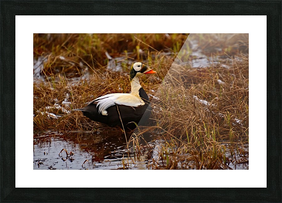 SpectacledEiders Picture Frame print