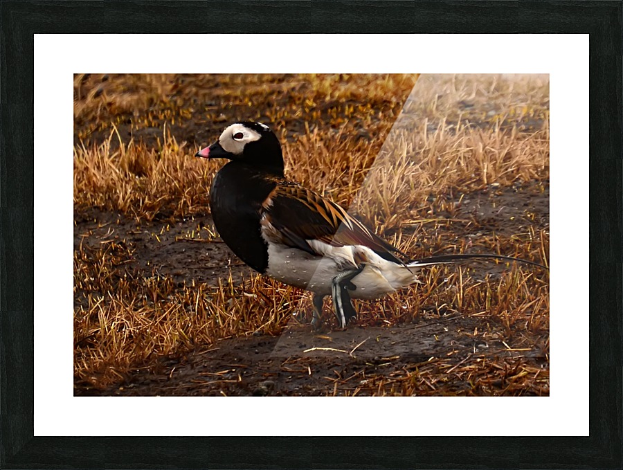 Long-tailed Duck Picture Frame print