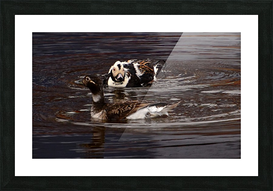 Long-tailed Duck Picture Frame print
