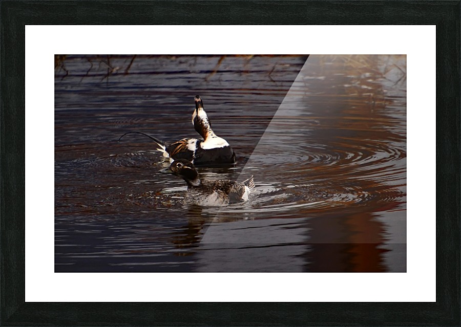 Long-tailed Duck Picture Frame print