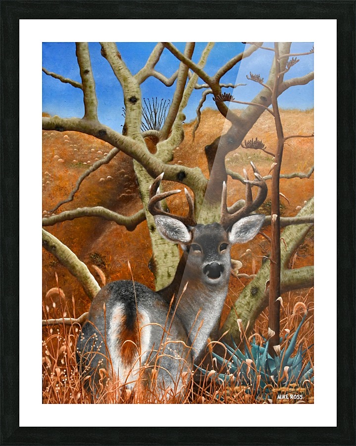 Coues Whitetail Deer Picture Frame print