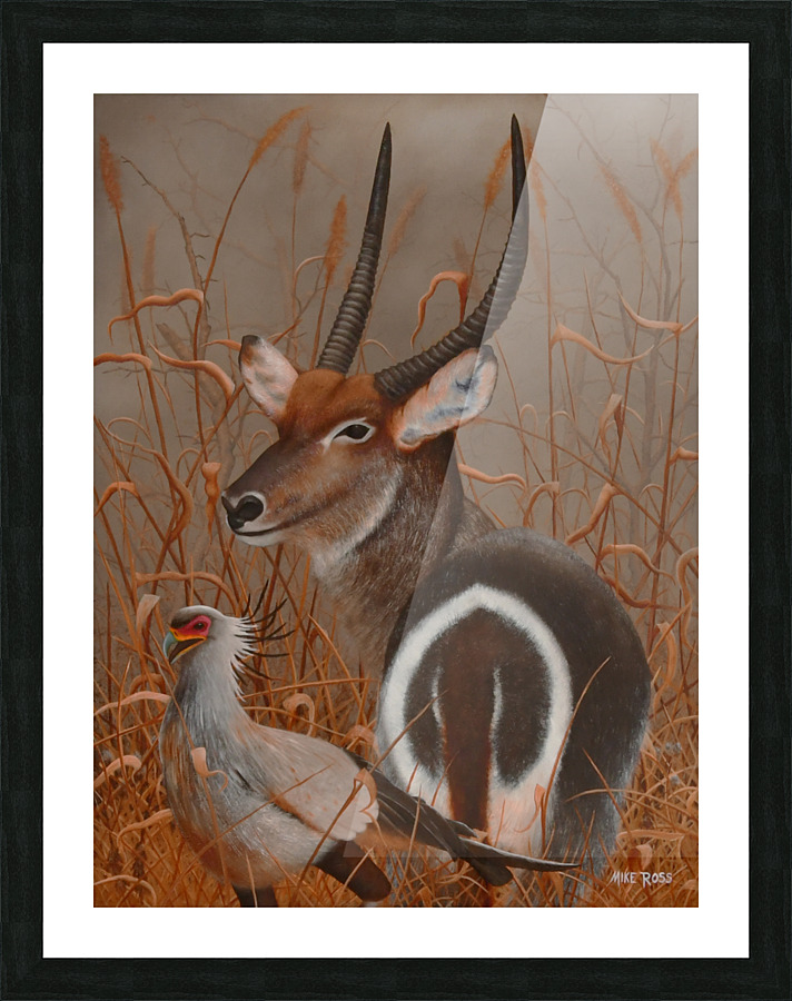 Waterbuck Picture Frame print