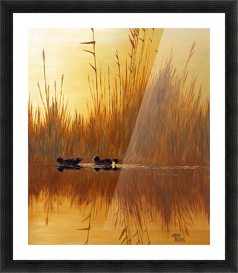 American Wigeon Picture Frame print